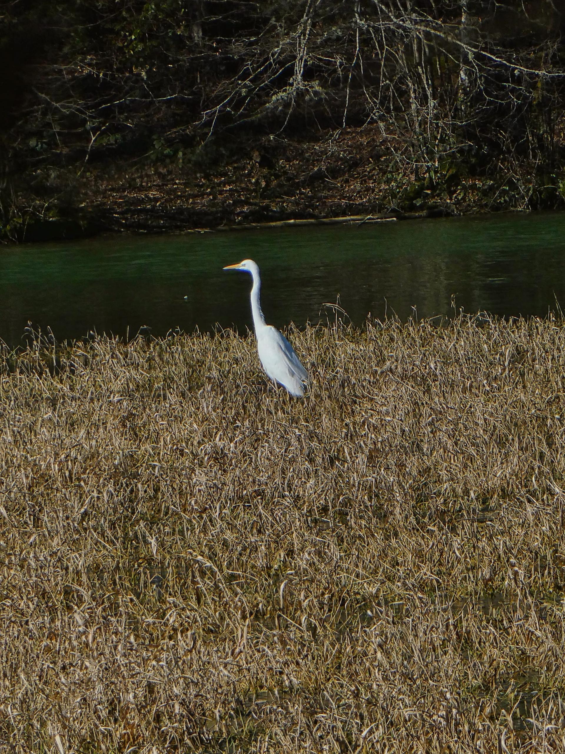 Une aigrette dans les herbes, au bord de l'eau